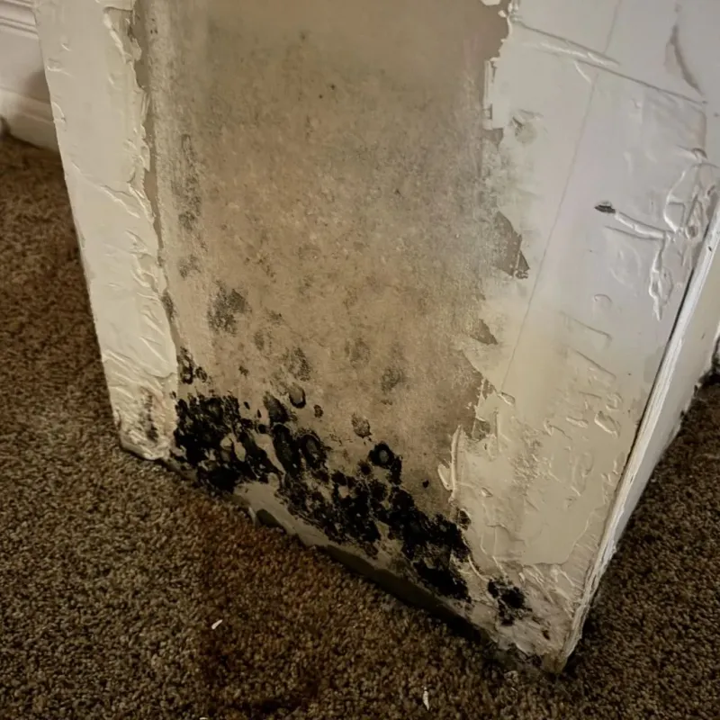 Professional Mold Removal in Lordstown, OH
